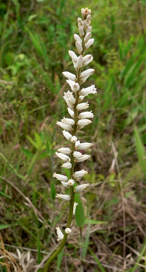 {Aletris farinosa}